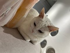 -琪喵猫屋·撸猫猫咖·猫舍