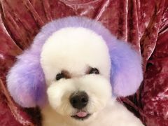 -哈尼爱宠·宠物生活会馆