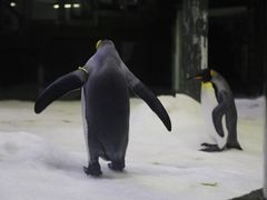 -悉尼海洋生物水族馆