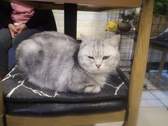 -平行世界·猫咖(首经贸店)