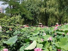 -莲花池公园