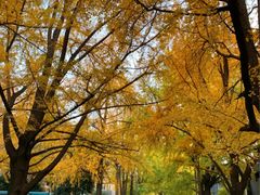 -四川大学(华西校区)