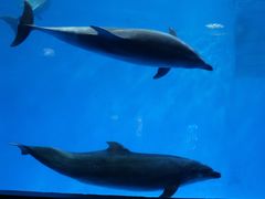 -海合安成都极地海洋公园