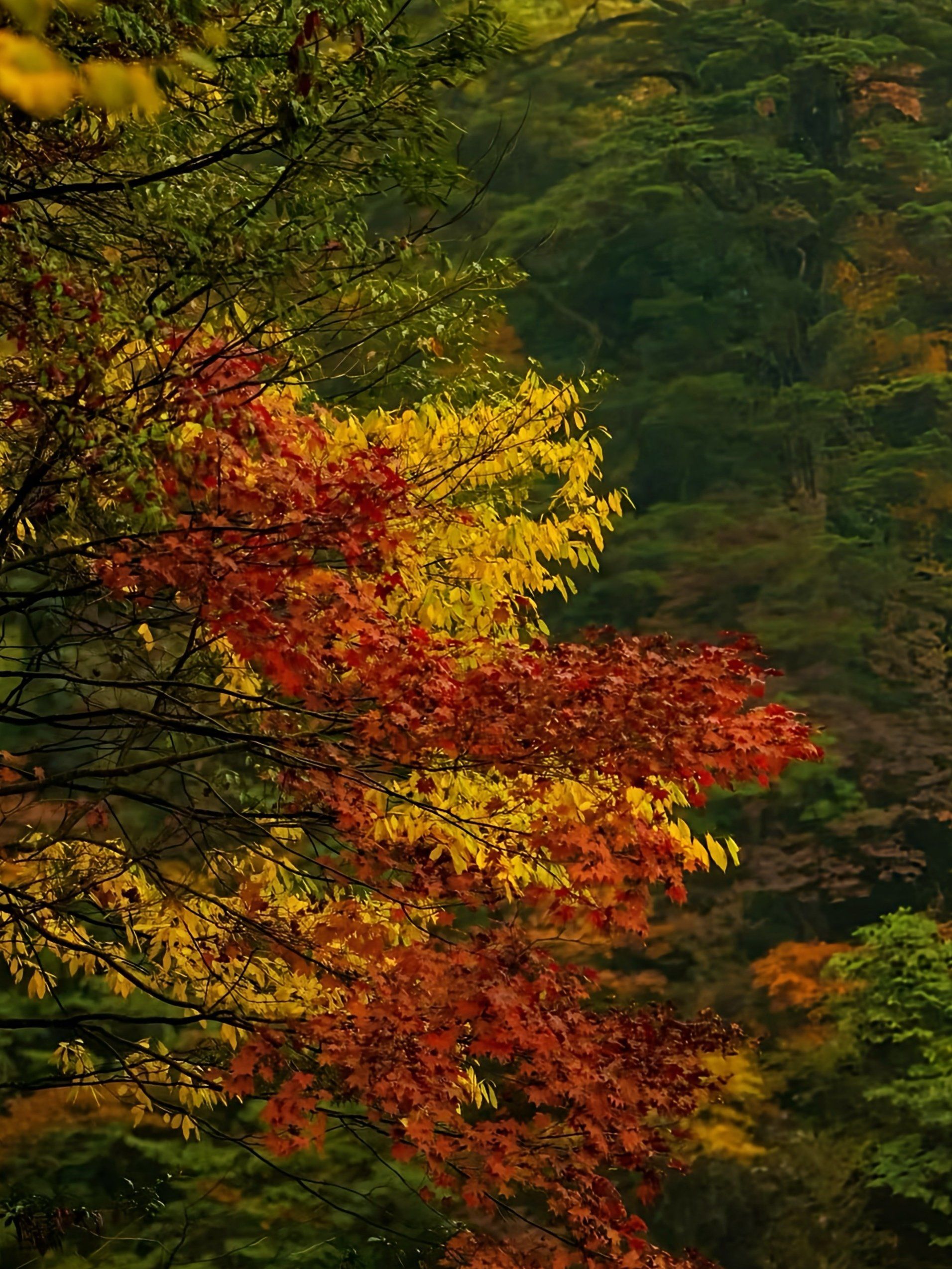 没想到,又被秋天的瓦屋山惊喜到了