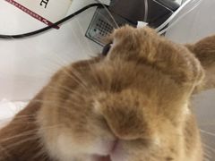 -北京观赏动物医院·24小时大型综合·猫专科·异宠专科