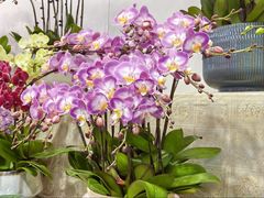 -双季花艺园艺市场(浦东店)