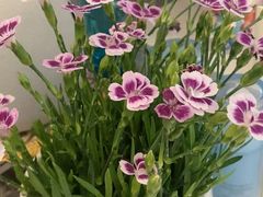 -花辰月夕花坊(北滨路店)