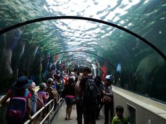 -悉尼海洋生物水族馆