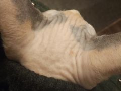 -猫色咖啡·猫咖
