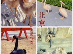 -北京野生动物园
