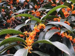 -上海市龙华烈士陵园