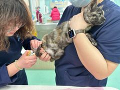 -北京观赏动物医院·24小时大型综合·猫专科·异宠专科