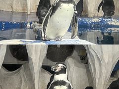 -太平洋海底世界