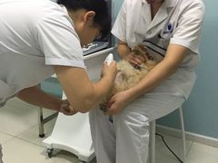 -中农大我爱我爱24h动物医院·中医针灸·猫专科·骨科医疗中心(双井店)
