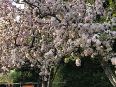 -海棠花溪(元大都城垣遗址公园)