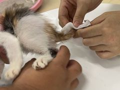 -瑞派动物医院·猫专科·至诚(江南中分院)