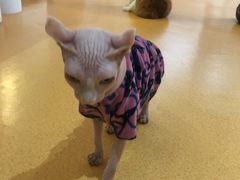 -糯米喵星人·撸猫猫舍咖啡馆(西市场嘉华店)