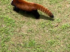 -青藏高原野生动物园