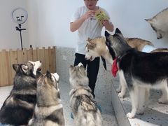 -Husky Go!哈士奇体验馆·宠物咖啡厅狗咖