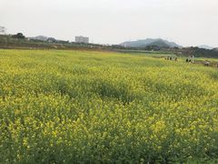 -光明小镇欢乐田园