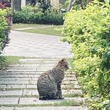 “未见桂花树 却闻桂花香”