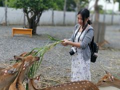 -鹿境梅花鹿生态园区