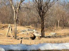 -北京野生动物园