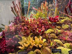 -中国科学院西双版纳热带植物园