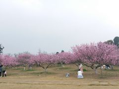 -秀丽东方