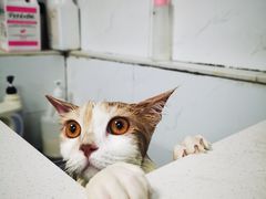 -艾贝尔宠物医院 ·中兽医·宠保定点(北门桥店)
