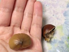 -高记福桂桂花糖炒栗(鼓楼店)