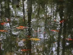 -合肥滨湖国家森林公园