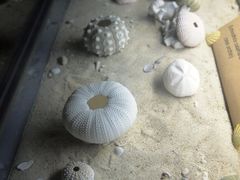 -亚龙湾中心广场·贝壳馆