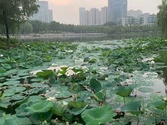 -后襄河公园