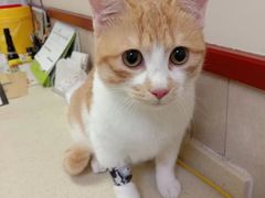 -艾贝尔宠物医院·狂犬免疫点(江山金象城店)
