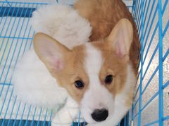 -1013 PET SHOP精品宠物商店(丁香店)