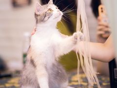 -平行世界·猫咖(首经贸店)