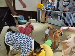 -逗柴咖啡屋·狗咖猫咖宠物桌游