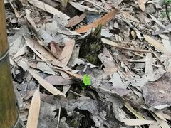 -上海佘山国家森林公园西佘山园