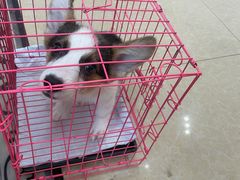 -宠颐生汉谟拉比宠物医院