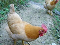 -红炎炎农家菜老字号(金水台店)