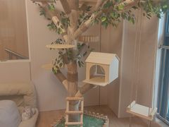 -唐小姐の私宠·宠物洗护美容·撸猫馆·购宠(周浦万达旗舰店)