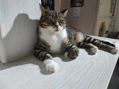 -喵屿·大理花园猫咖