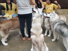 -TrueLove @ Neverland (Husky Cafe)