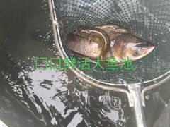 -丹水桥地锅鱼·翘嘴鲌·地方特色全鱼宴(丹江口大坝店)