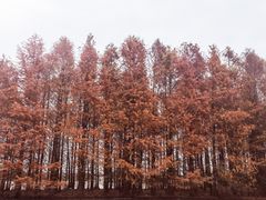 -上海海湾国家森林公园