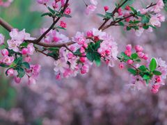 -海棠花溪(元大都城垣遗址公园)