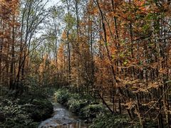 -桤木河湿地公园