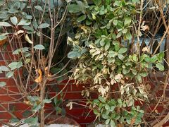 -虢国羊肉汤馆(政二街店)