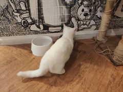 -猫小院猫主题餐厅(三里屯店)